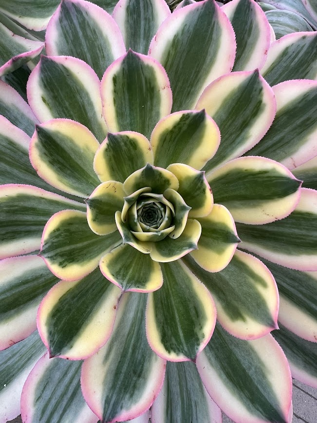 Fractal Image